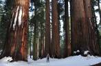 Junto a um imponente grupo de enormes sequoias no Sequoia National Park, na Califórnia - EUA